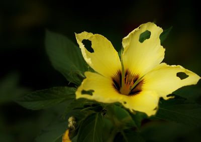 Close-up of yellow flowering plant