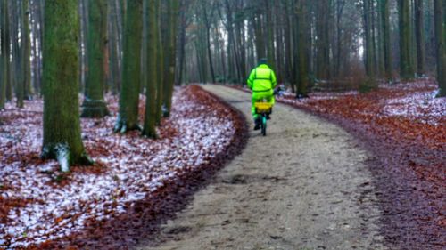 Rear view of man walking in forest