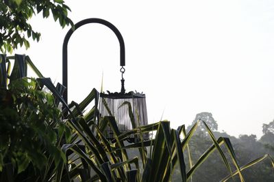 Low angle view of plants against sky