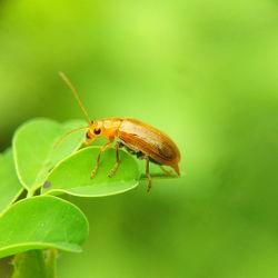 Close-up of insect on leaf