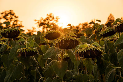 Close-up of plants growing on field against sky