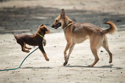 Two dogs playing on sand