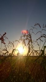 Low angle view of sun during sunset