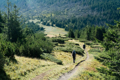 Rear view of people walking on footpath in forest