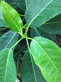 Close-up of raindrops on plant