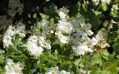 Close-up of white flowers