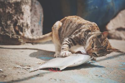 Stray cat eating dead fish