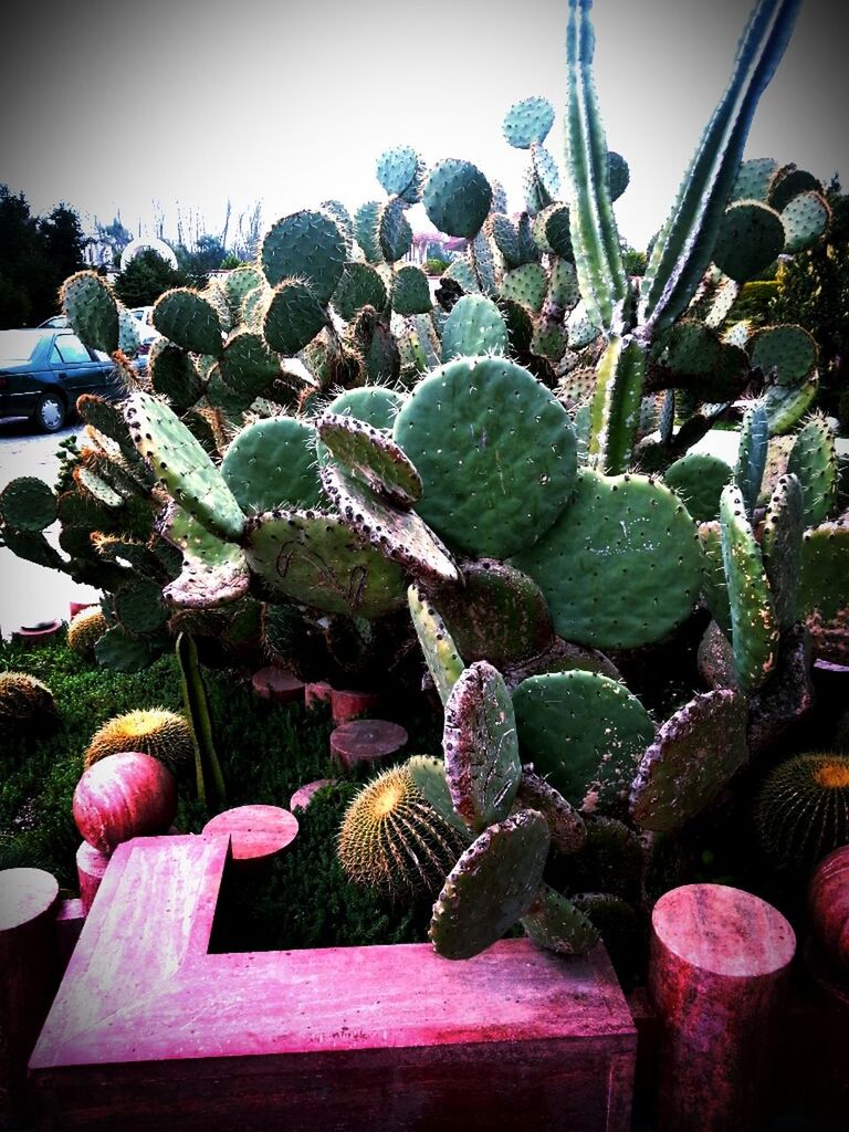 potted plant, plant, table, growth, indoors, flower, freshness, green color, nature, decoration, leaf, close-up, vase, high angle view, sunlight, no people, cactus, still life, front or back yard, beauty in nature
