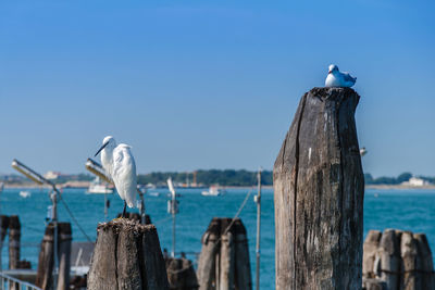 Seagulls perching on wooden post in sea against sky