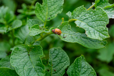 plant part