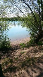 Trees growing in pond