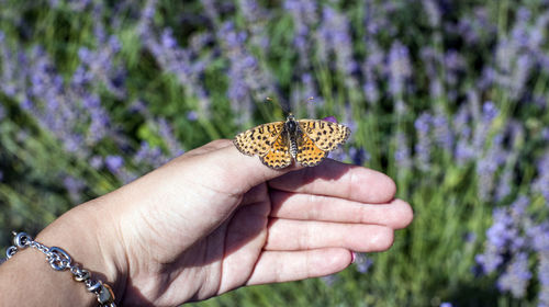 Butterfly on flower