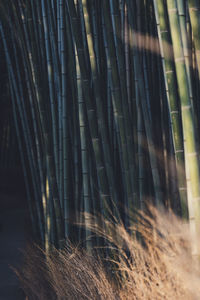 Full frame shot of bamboo plants on field