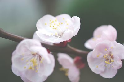 Close-up of white cherry blossom