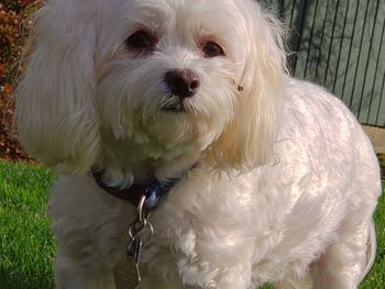 Portrait of white dog