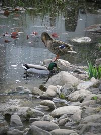 View of birds in water