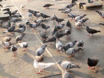 High angle view of seagulls perching on street in city