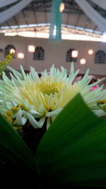 Close-up of white flowers