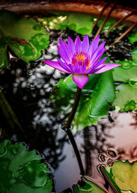 Close-up of lotus water lily in pond