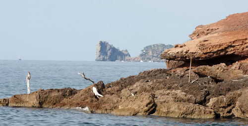 View of seagull on rock by sea against clear sky