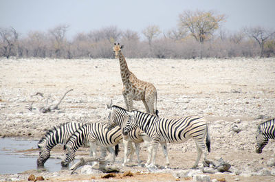 Giraffe and zebras on field