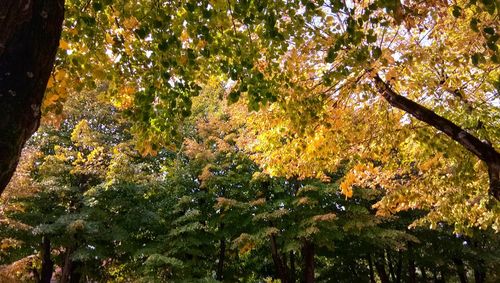 Low angle view of trees in forest during autumn