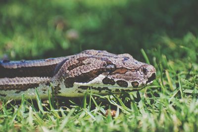 Close-up of snake on field