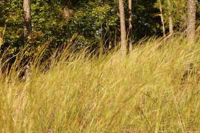 Full frame shot of trees in the forest