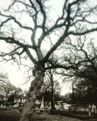 Bare trees against sky