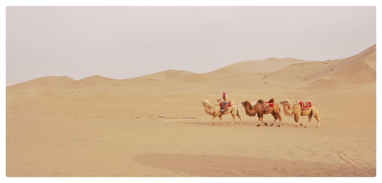 desert, animal themes, domestic animals, arid climate, mammal, landscape, sand, sand dune, clear sky, working animal, camel, livestock, horse, mountain, nature, full length, sky, copy space, walking, tranquil scene