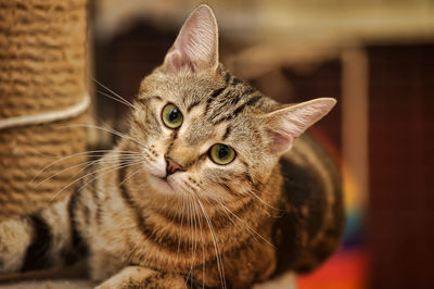 Close-up portrait of cat