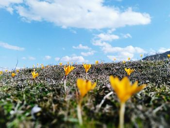 Orange flowers blooming on field against sky