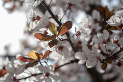 Close-up of cherry blossoms on tree