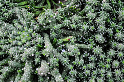 Full frame shot of green leaves