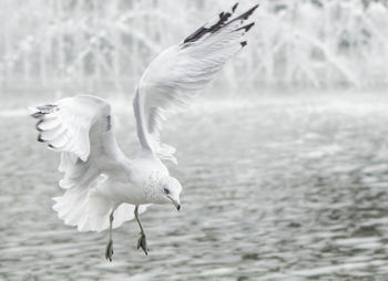 Close-up of seagull flying over lake