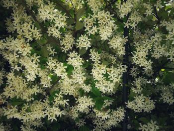 Full frame shot of flowering plants