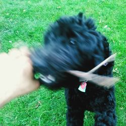 Trees on grassy field