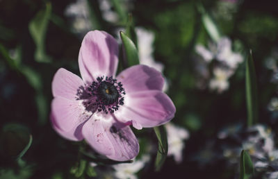 Close-up of pink flower