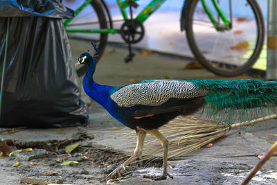 View of peacock