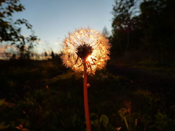 Close-up of dandelion flower