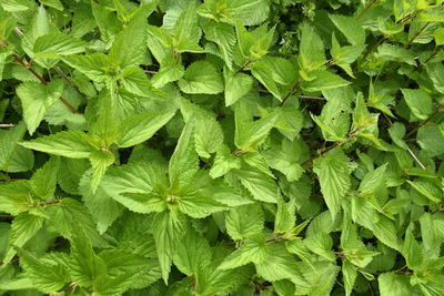 Full frame shot of green leaves