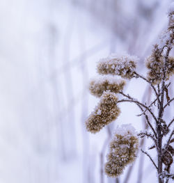 Frosting of ice flakes. snowflakes on yellow grass. snow background. grass drift on snow.