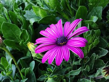 Close-up of purple flower blooming outdoors