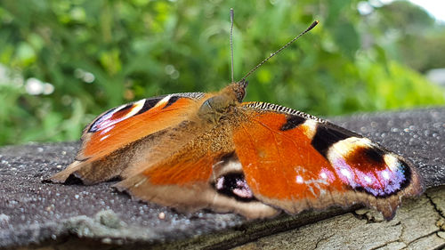 Close-up of butterfly