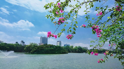 Pink flowering plants by lake against sky