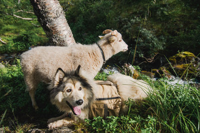 Close-up of dog on field