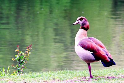 Bird perching on a lake