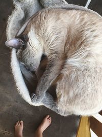 High angle view of cat sleeping