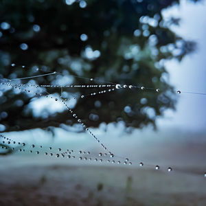 Close-up of water drops on spider web