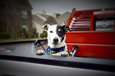 Close-up of a dog